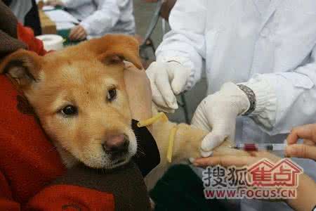 宠物狗有狂犬病吗 宠物狗患狂犬病的三种病征