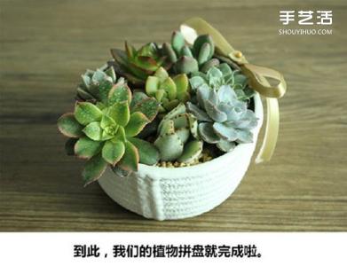 多肉植物种植教程 多肉植物种植教程 多肉植物种植方法