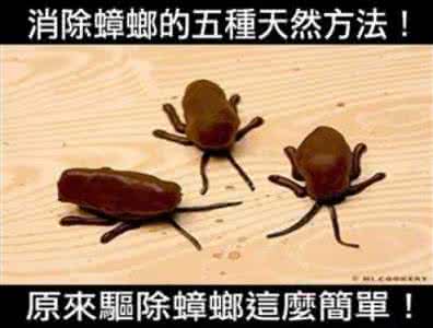 消除蟑螂的最好方法 消除蟑螂的五种天然方法
