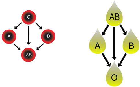 人类血型与遗传 血型与遗传 人类的血型是可以遗传的，在ABO血型系统中，IA与IB为共显性基因，对i均为显性。不同血型的基因组成
