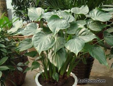 千手观音植物 千手观音养殖 【千手观音植物】千手观音植物如何养殖