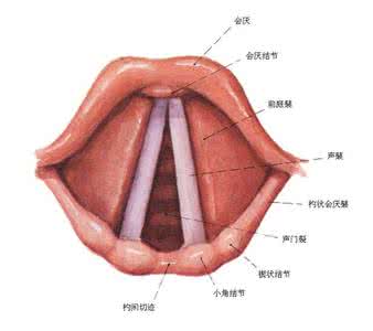 声带受损怎么治疗 声带受损 声带受损怎么治 食疗方法更有效