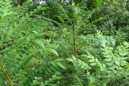 名贵植物中药材排名 鹰不泊 鹰不泊(中药材植物名:鹰不泊)(植物科目:芸香科)