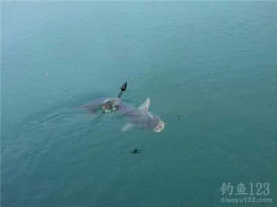 水库手竿钓鲢鳙视频 水库手竿诱钓鲢鳙鱼的技巧