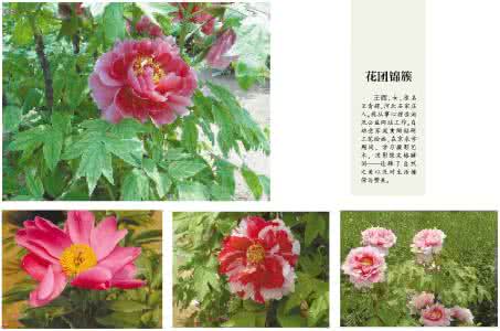 花团锦簇的意思是什么 花团锦簇的意思 【花团锦簇是什么意思】花团锦簇的意思解析