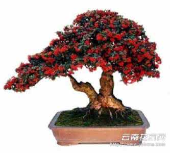 火棘盆景 微型火棘盆景速成法