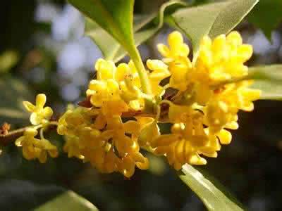 兰花病害图片及防治 兰花病害图片及防治 桂花的虫病害及防治技巧