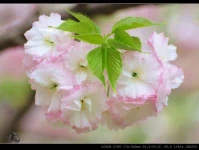 竹笛名曲 林中笛声（精选竹笛名曲100首）