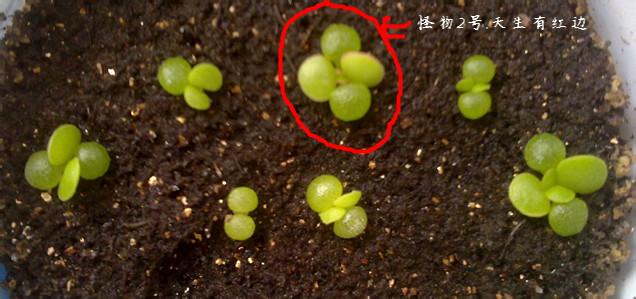 顽童的成长 春季景天顽童成长记(图文)