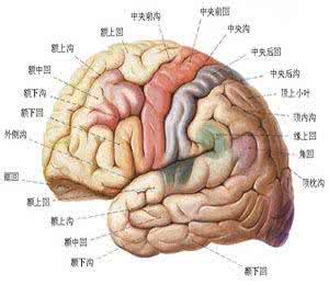 大脑出血 大脑出血 大脑出血都有哪些位置？