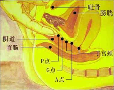 女人c点的位置图解 图解：阴道G点A点位置