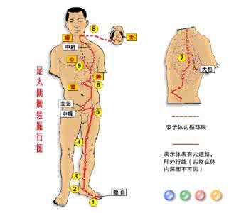 筋络图 筋络运行高清图