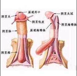 念珠菌龟头炎治疗费用 威海龟头炎费用择曙光 威海装修费用