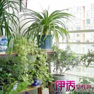 陈淳花卉册 陈淳花卉卷有哪八种花 哪种花不宜放入房间？不宜放入房间的花卉