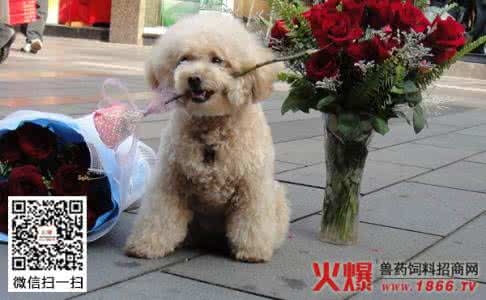 贵宾犬能吃什么东西 贵宾犬能吃什么