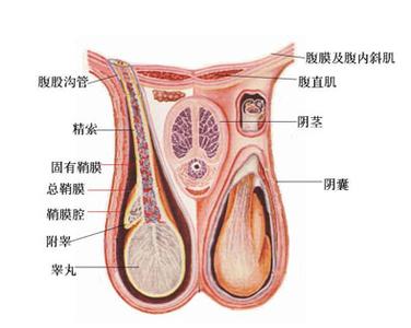 去医院检查睾丸的尴尬 医院怎样检查睾丸?