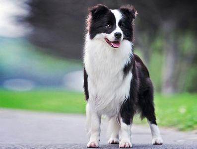 杜宾犬的美容护理技巧 边境牧羊犬的美容护理 边境牧羊犬牙齿的护理
