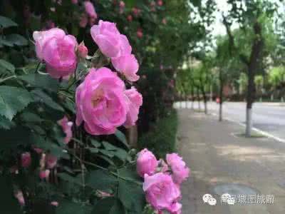 重生之蔷薇花开 满城花开 蔷薇花开满城香，城阳这里赏花才最好