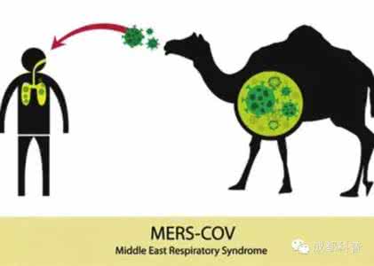 人类乳瘤头病毒是什么 MERS病毒是什么 MERS是如何成为人类杀手