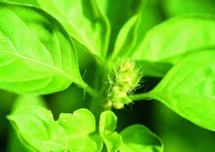 茶叶的植物学特征 植物帝国主义的茶叶篇章