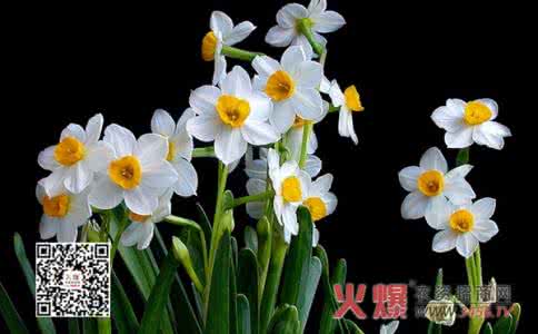 黄水仙的花语是什么 水仙花的花语是什么