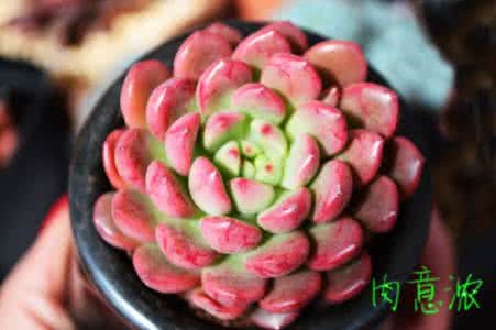 多肉红宝石度夏 多肉红宝石度夏难吗 多肉度夏(度夏没那么难)