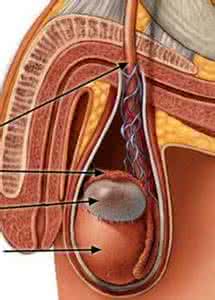 附睾有肿块 附睾有肿块怎么办？