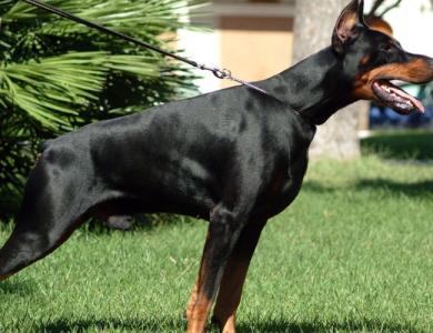 哪里有卖杜宾犬的 杜宾犬好吗