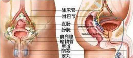 龟头有疙瘩是怎么回事 龟头周围有疙瘩 龟头周围有疙瘩怎么回事