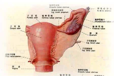 卵巢缺氧 你的卵巢“缺氧”吗 破译女性卵巢保鲜密码