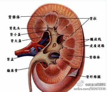 肾脏不好的症状 肾脏不健康六症状