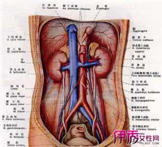 脊柱与内脏 中医调理内脏 中医外治调理脊柱治内脏