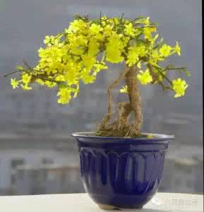 迎春花盆景修剪 迎春花盆景的修剪及欣赏