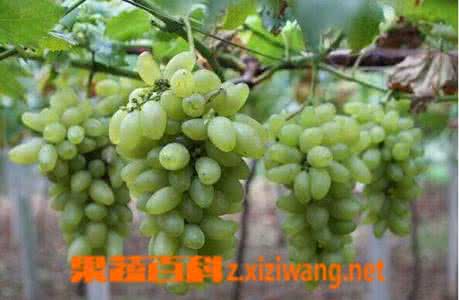 金手指葡萄功效 金手指葡萄的功效与作用