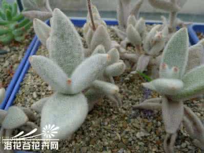 小白兔手偶制作方法 白兔耳(Kalanchoe eriophylla)的养护方法