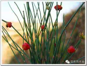 马蜂窝治牙痛特效方 牙痛特效方,新年注意饮食哦!