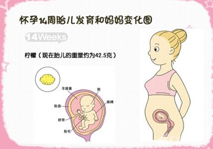 怀孕四个月有胎动吗 怀孕四个月有什么症状 怀孕四个月会有胎动吗