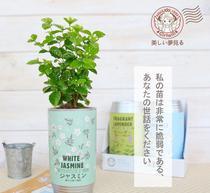 紧肤除皱 茉莉花清爽又紧肤：常见物品DIY护肤