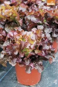 屋顶生态种菜养鱼 200种鱼菜