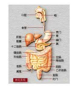 肠易激综合症 图文：肠易激综合症（下痢、泄泻）