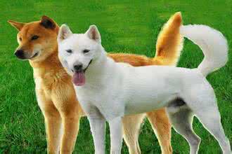 世界名犬 各国名犬 闻名于世的各国国犬都是什么？
