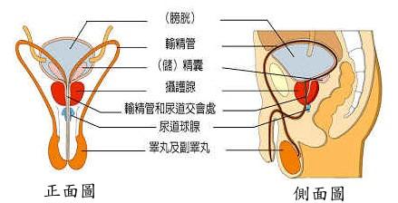 170条生理常识 两性生理常识 精液稀薄能怀孕吗