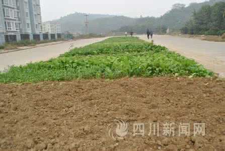 蔬菜栽种时间表 蔬菜栽种时间表 学会一招，水泥地上也能栽种一大片蔬菜