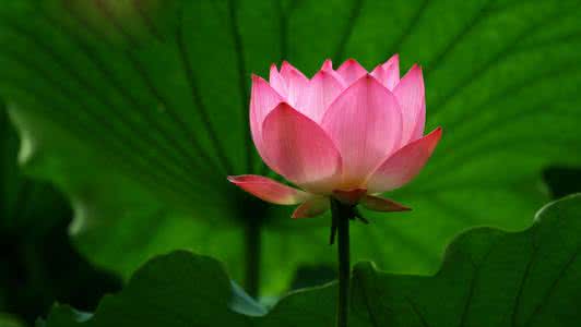 种莲花土是什么样 夏天是什么样的莲花?