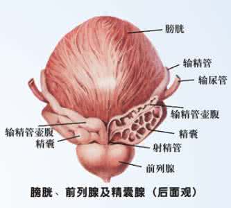 慢性前列腺炎早期症状 前列腺炎的症状 了解5个方面早治疗