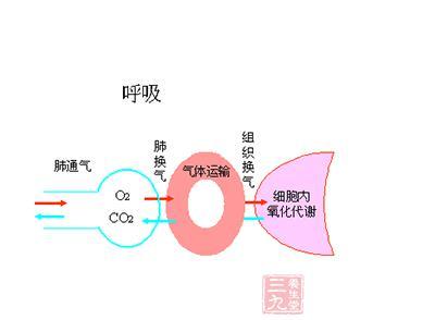 呼吸衰竭的临床表现 呼吸衰竭的临床表现 防治呼吸衰竭