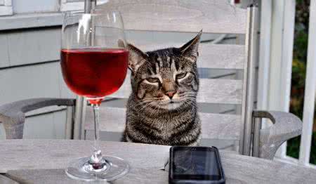 专供猫喝的葡萄酒 专供猫喝的葡萄酒 喝葡萄酒有哪些好处