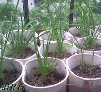 窗台种菜 分享窗台高密度种菜的经验