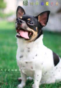 刚出生的狗狗护理方法 护理初生狗狗的方法与技巧