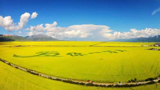 青海湖油菜花 青海湖油菜花 青海湖油菜花什么时候开 青海湖油菜花实用攻略